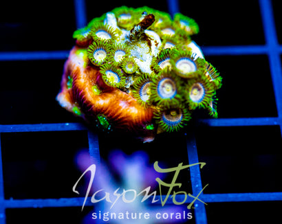 CC LAZERS LEMONS ZOAS