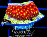 JF STAR STUNG GONI