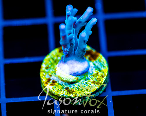 JF SKY BLUES TURAKI