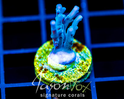 JF SKY BLUES TURAKI