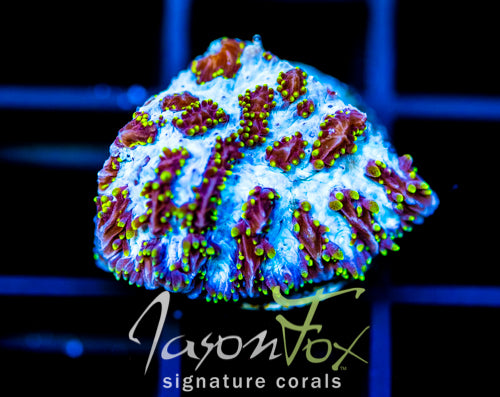 JF FIRE WATER HYDNOPHORA