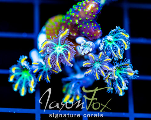 JF NIGHT STALKER COMBO