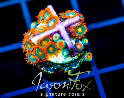 JF GATORAIDES ZOAS