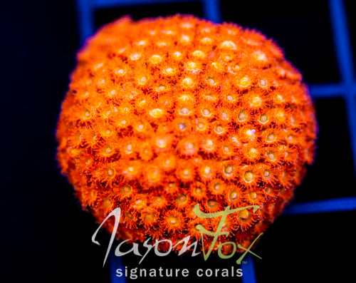 JF AGENT ORANGE CYPHASTREA