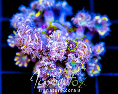 JF YELLOW INFUSED RAINBOW CLOVES COMBO XXL