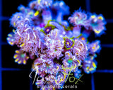 JF YELLOW INFUSED RAINBOW CLOVES COMBO XXL