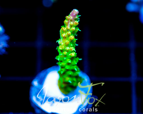 JF HATERAID ACRO