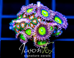 JF FAIRYTALES ZOAS COMBO