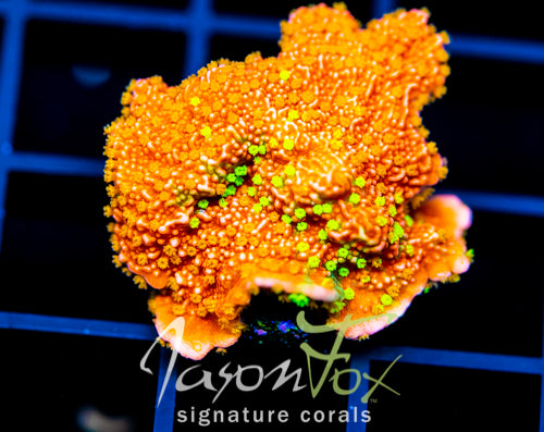 JF GRAFTED SUN MONTI