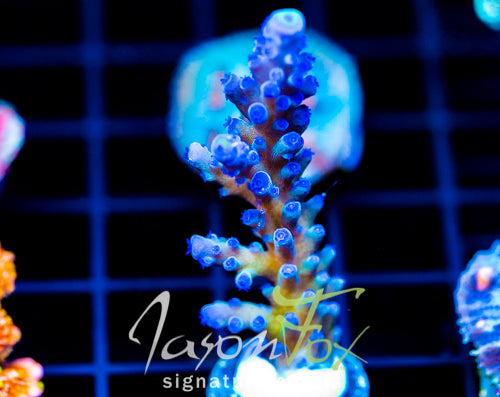 WWC YELLOW TIPS ACRO