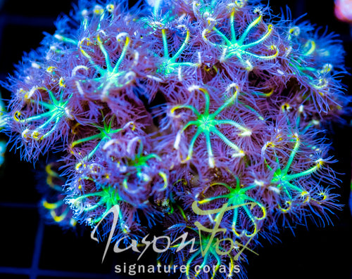 JF YELLOW INFUSED RAINBOW CLOVES XXL