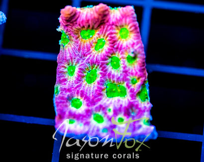 JF DAY GLO FAVIA