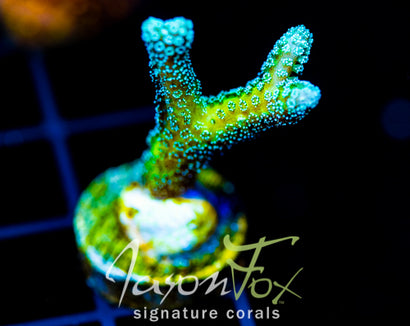 JF ENCHANTED FOREST BN