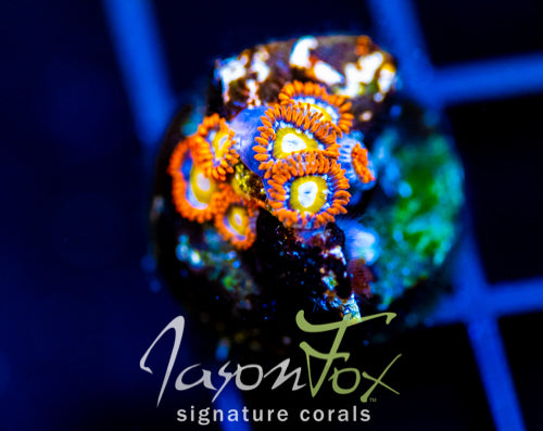 JF BLUE EYED BLONDES ZOAS