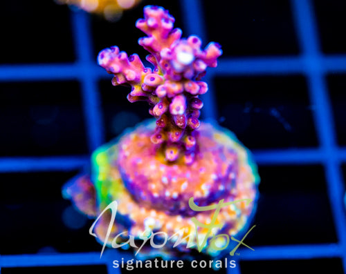 RRC PINK CADILLAC ACRO