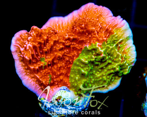 WWC GRAFTED MONTI CAP XL FRAG