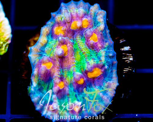 JF SUNDROP CHALICE XL FRAG