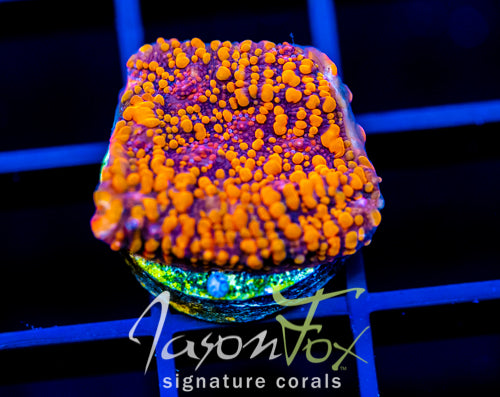 CC CLOUD BERRIES CHALICE