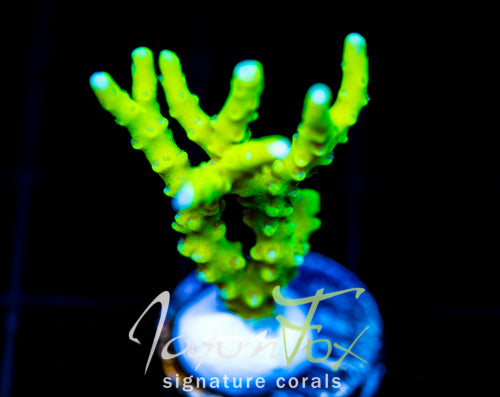 BR GREEN GOBLIN ANACROPORA