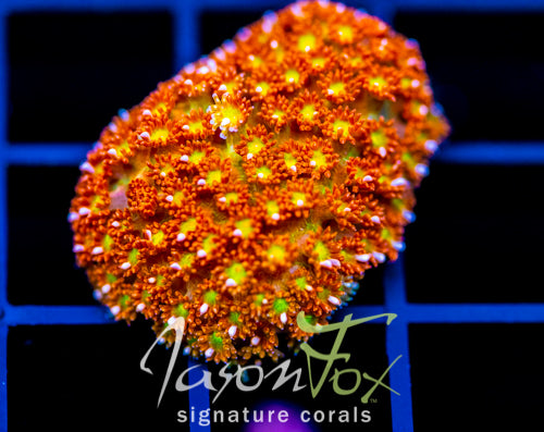 JF KALEIDOSCOPE GONI