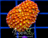 JF KALEIDOSCOPE GONI