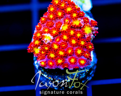 JF STAR STUNG GONI