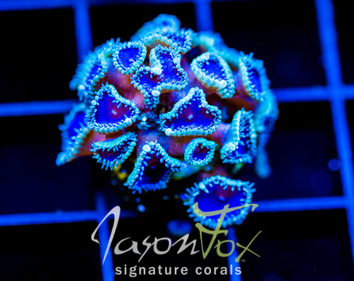 JF DEEP BLUE PALYS
