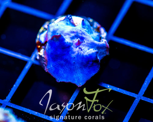JF BLUE MUSHROOM