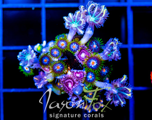 JF STARGAZERS ZOAS COMBO