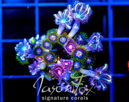 JF STARGAZERS ZOAS COMBO