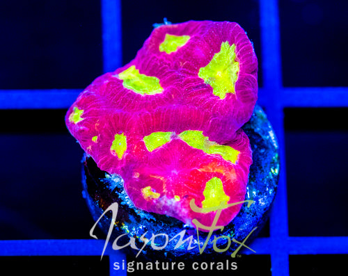 WWC BLOOD DIAMOND FAVIA