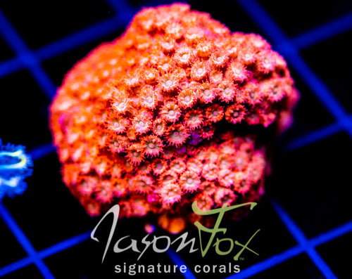 JF AGENT ORANGE CYPHASTREA