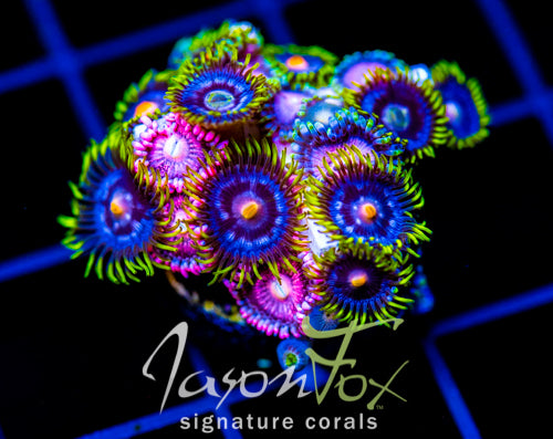 ASS MONKEYS ZOAS COMBO