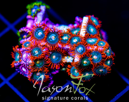JF GATORAIDES ZOAS COMBO