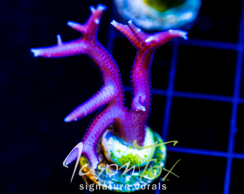 JF PINK FLAMINGO BN
