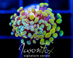 JF NEON NIGHTSHADE HAMMER