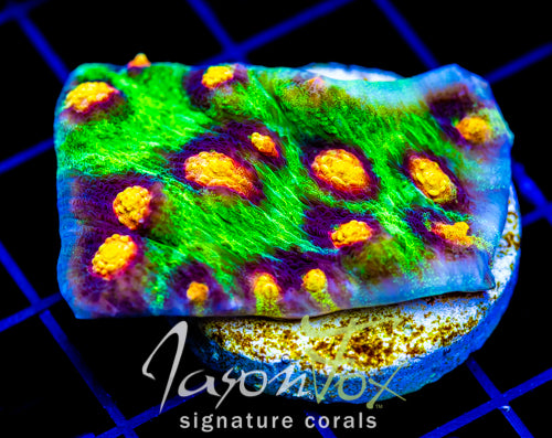 JF RAJA RAMPAGE CHALICE XL FRAG