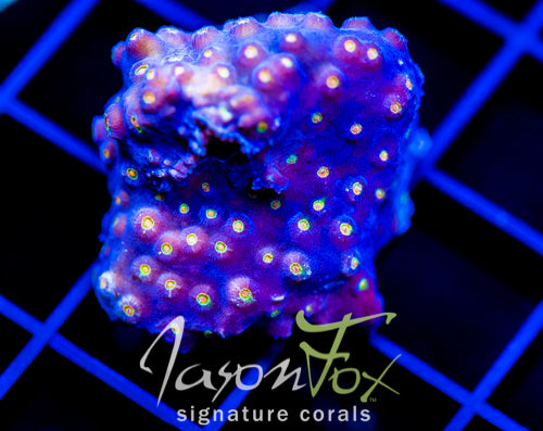 JF TECHNO CYPHASTREA