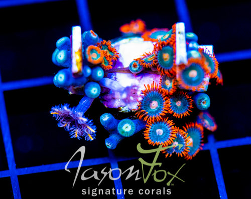 JF GATORAIDES ZOAS COMBO