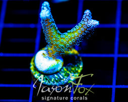 JF ENCHANTED FOREST BN
