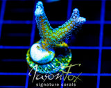 JF ENCHANTED FOREST BN