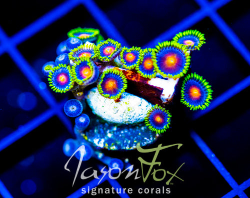 JF DRAGON EYES ZOAS