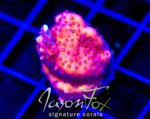 JF FOX FLAME ACRO