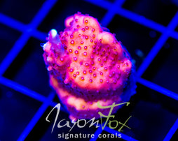 JF FOX FLAME ACRO