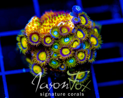 JF SUNFLOWER ZOAS COMBO