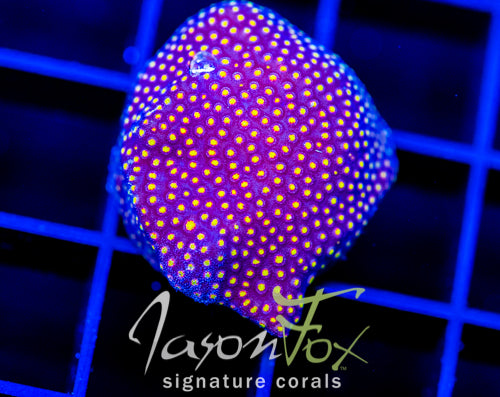 JF STARDUST STYLO