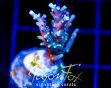 TYREE BLUEBERRY STARS ACRO