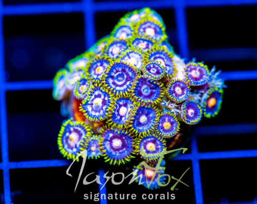 ASS MONKEYS ZOAS