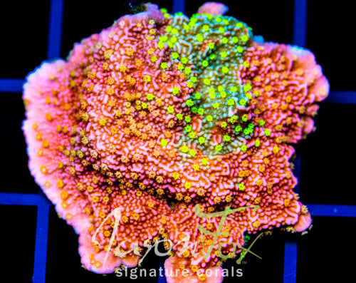 JF GRAFTED SUN MONTI XL FRAG