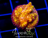 JF BURNIN  BANANA STYLO